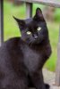 495-FR-5-bonnes-raisons-dadopter-un-chat-noir-1-200x300.jpg 495-FR-5-bonnes-raisons-dadopter-un-chat-noir-1-200x300.jpg