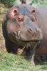 1309514-Hippopotame.jpg