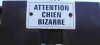 chien BIZARRE.jpg