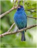 passerin-indigo-male-sing3.jpg
