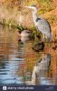 heron-cendre-et-canard-colvert-male-j9dm2e.jpg