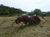 fourmis_bedarieux_08_07_2007_3_20120903_1836303143.jpg