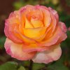 Jubilee-Rose_02882_WM-800x800.jpg