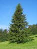 01-picea-abies.jpg