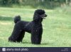caniche-geant-noir-adulte-debout-sur-l-herbe-xb4n0e.jpg