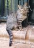 3392-Joli chat gris_maxi.gif