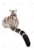 23074203-vue-arrière-du-chat-avec-une-longue-queue.jpg