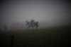 arbres et brouillard5 reduit.jpg arbres et brouillard5 reduit.jpg