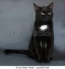 chat-noir-gris-tache-assied-blanc-photo-sous-licence_csp22473128.jpg