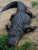 1200px-American_Alligator.jpg