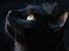 AdobeStock_265486871-chat-noir.jpg