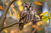 un-hibou-des-hiboux-istock-com-martin-kubik-209-1549010668.jpg