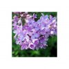 parfum-lilas-15ml.jpg