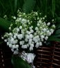 le-bouquet-de-muguet-26c254fe-8456-4474-a838-961db4ef86c8.jpg le-bouquet-de-muguet-26c254fe-8456-4474-a838-961db4ef86c8.jpg