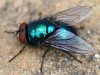 mouche bleue.jpg