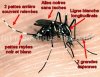 moustique-tigre.jpg