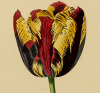 tulipe1-gesneriana-soliman.png
