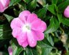 impatiens1-320x250.jpg