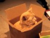 _medium-21088-compilation-de-chats-qui-adorent-jouer-avec-des-cartons.jpg _medium-21088-compilation-de-chats-qui-adorent-jouer-avec-des-cartons.jpg