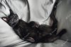 mignon-petit-chaton-noir-dort-ventre_245047-125.jpg