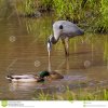 héron-de-grand-bleu-et-canards-de-mallard-52612381.jpg