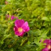 Rosier-sauvage-fleurs.jpg
