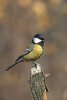 220px-Parus_major_3_(Marek_Szczepanek).jpg