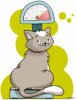 obesité chez le chat.jpg