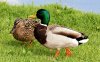 canard-colvert-085848.jpg canard-colvert-085848.jpg