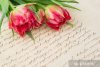 stickers-tulipes-roses-doux-avec-vieille-lettre-d-39-amour-manuscrite.jpg.jpg