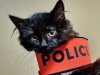 ain-dice-est-une-petite-chatte-de-5-mois-photo-progres-police-nationale-1606154975.jpg