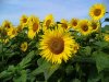 Helianthus_annuus_0001.JPG Helianthus_annuus_0001.JPG