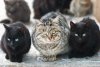 groupe-de-chats-400-457891.jpg