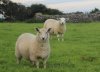 moutons-144628.jpg