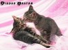 bisous chaton.jpg