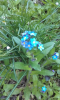 myosotis.png