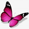 257-2577489_image-de-papillon-de-papillon.jpg