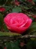 camelia-rouge-1.jpg
