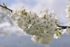 cerisier_fleurs_blanches.jpg
