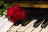 depositphotos_93225778-stock-photo-red-rose-with-notes-paper.jpg depositphotos_93225778-stock-photo-red-rose-with-notes-paper.jpg