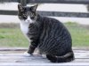 800px-Dark_mackerel_tabby_cat_in_a_park-Hisashi-01A.jpg