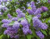 Lilas-arbuste-plante.jpg Lilas-arbuste-plante.jpg
