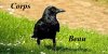 corbeau.jpg corbeau.jpg