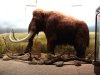 Mammoth-ZOO.Dvur.Kralove.jpg