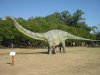 Diplodocus_model (1).jpg