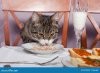 restaurant-pour-le-chat-22792227.jpg