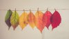 feuilles_automne_principale_1024x576.jpg