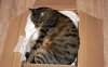 chat-boite-carton-104220.jpg