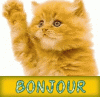 bonjour-minou.gif bonjour-minou.gif