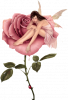 Fee-a-la-rose-detouree.png Fee-a-la-rose-detouree.png